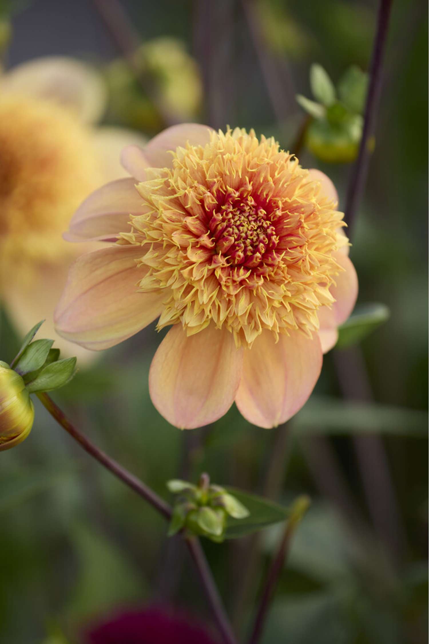 Dahlie ‘Sandia Brocade’